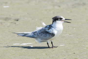 White Fronted Tern in Australasia