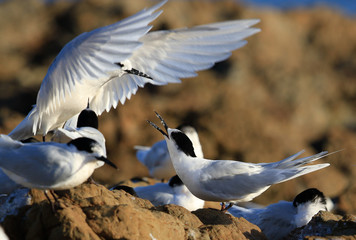 White Fronted Tern in Australasia