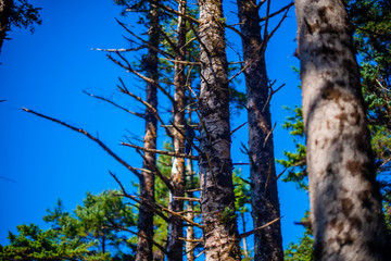 tree and sky
