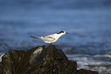 White Fronted Tern in Australasia