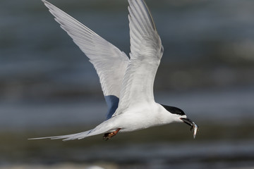 White Fronted Tern in Australasia