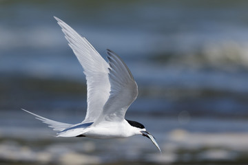 White Fronted Tern in Australasia