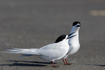 White Fronted Tern in Australasia