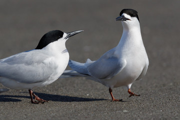 White Fronted Tern in Australasia