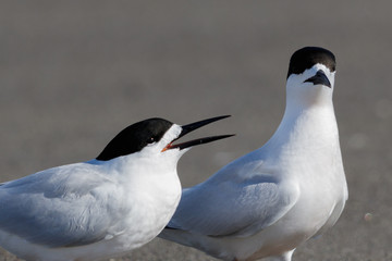 White Fronted Tern in Australasia