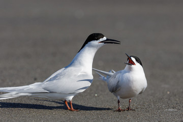 White Fronted Tern in Australasia