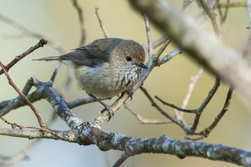 Brown Thornbill in Australia