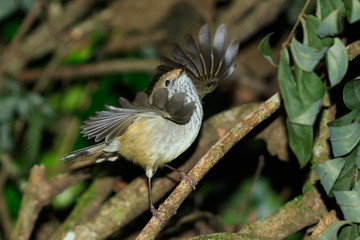 Brown Thornbill in Australia