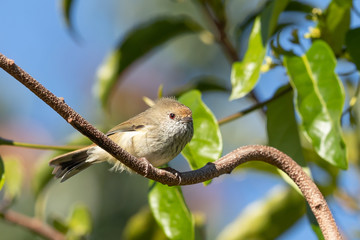 Brown Thornbill in Australia