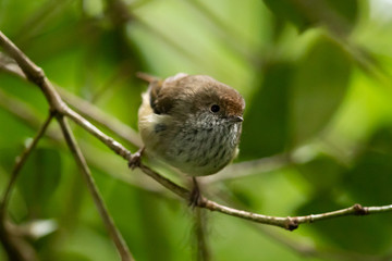 Brown Thornbill in Australia