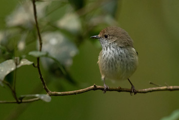 Brown Thornbill in Australia