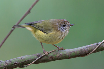 Striated Thornbill in Australia