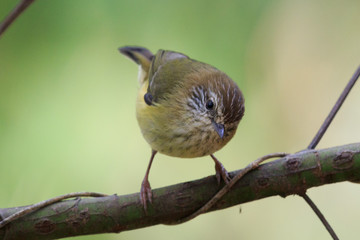 Striated Thornbill in Australia