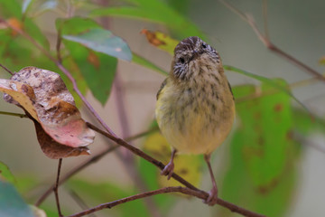 Striated Thornbill in Australia