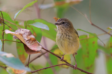 Striated Thornbill in Australia
