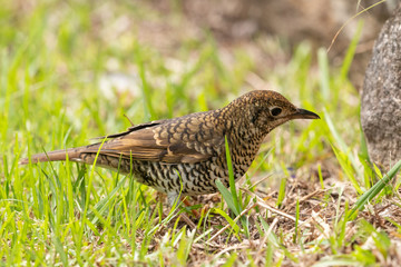 Bassian Thrush in Australia
