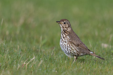 Fototapeta premium European Song Thrush