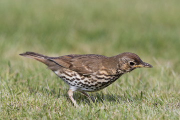 European Song Thrush