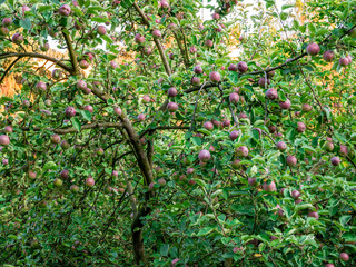 Fototapeta premium Many beautiful red apples on a tree