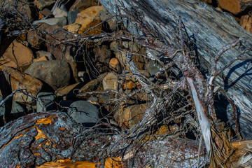 branches on rocks