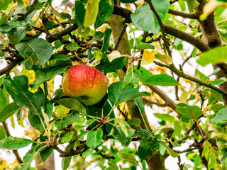 Fresh red-green apple on tree branch
