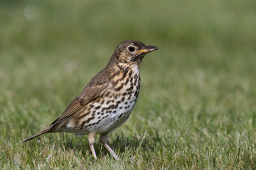 European Song Thrush