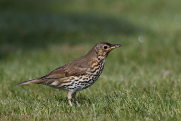 European Song Thrush