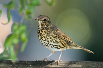 European Song Thrush