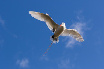 Red Tailed Tropicbird in Australia