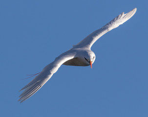 Obraz premium Red Tailed Tropicbird in Australia