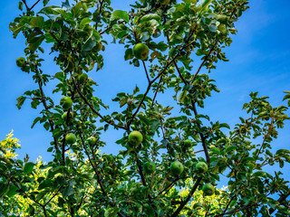 Fototapeta na wymiar Young green unripe apples on tree against blue sky
