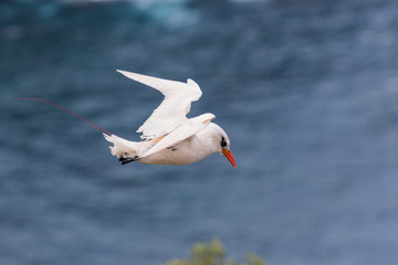 Red Tailed Tropicbird in Australia