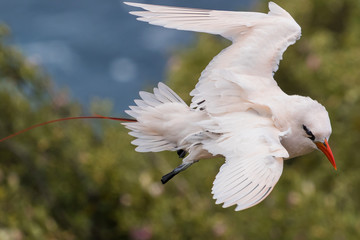 Red Tailed Tropicbird in Australia
