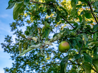 Young green unripe apple at the end of a twig with leaves. Twisted leaves due to high temperatures and extreme drought.