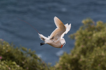 Red Tailed Tropicbird in Australia