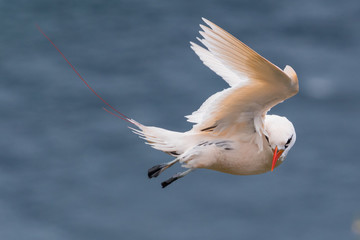 Obraz premium Red Tailed Tropicbird in Australia