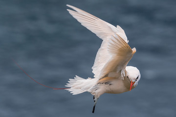 Red Tailed Tropicbird in Australia