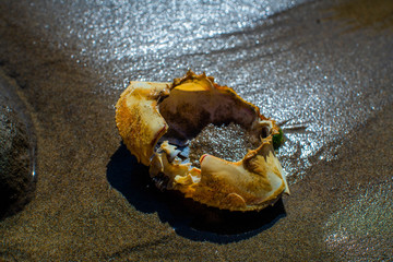crab shell on beach