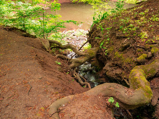 The massive roots of the trees lead over the forest brook. In the background is a small forest lake.