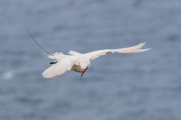 Red Tailed Tropicbird in Australia