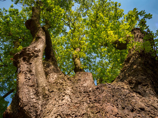 Big old Chestnut tree(Aesculus hippocastanum) view to its crown - Low angle view