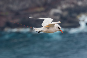Red Tailed Tropicbird in Australia