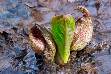 Eastern skunk cabbage (Symplocarpus foetidus). Known as Swamp cabbage, Clumpfoot cabbage, Meadow...