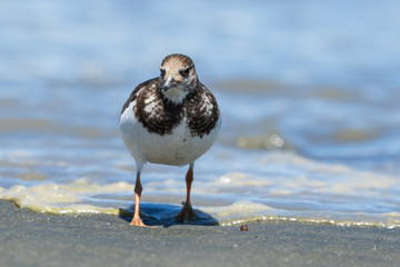 Ruddy Turnstone