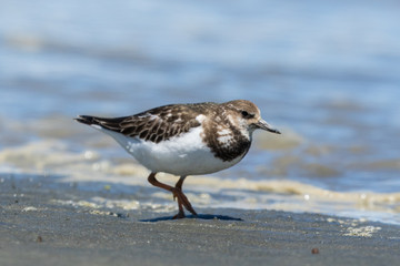 Ruddy Turnstone