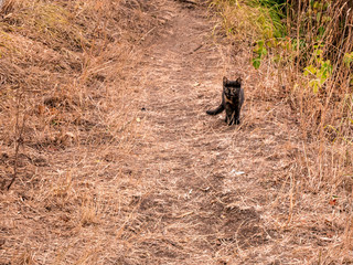 Kitten at the edge of the footpath
