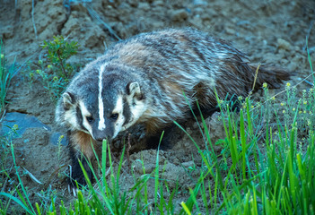 Badger