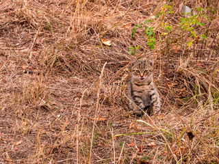 A cat sitting in dry grass licks his mouth