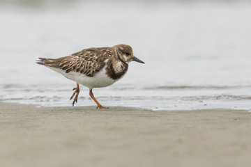 Ruddy Turnstone