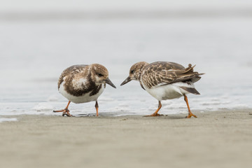 Ruddy Turnstone